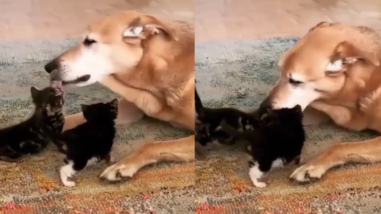 The kitten lost its mother and this is the reluctant mothers. watch her love 🥰