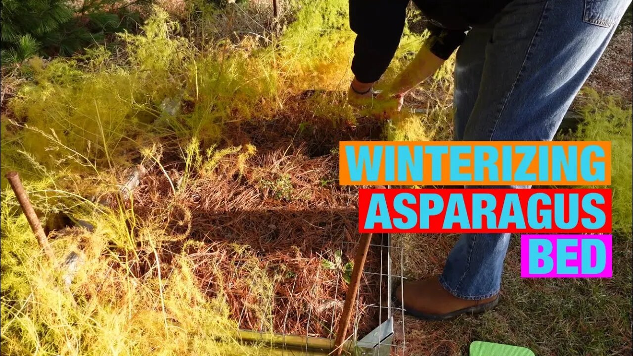 Winterizing asparagus bed