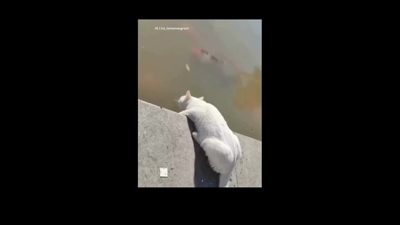 Funny animal videos | Cute animal videos | Funny cat videos | Hilarious pet videos | funny videos