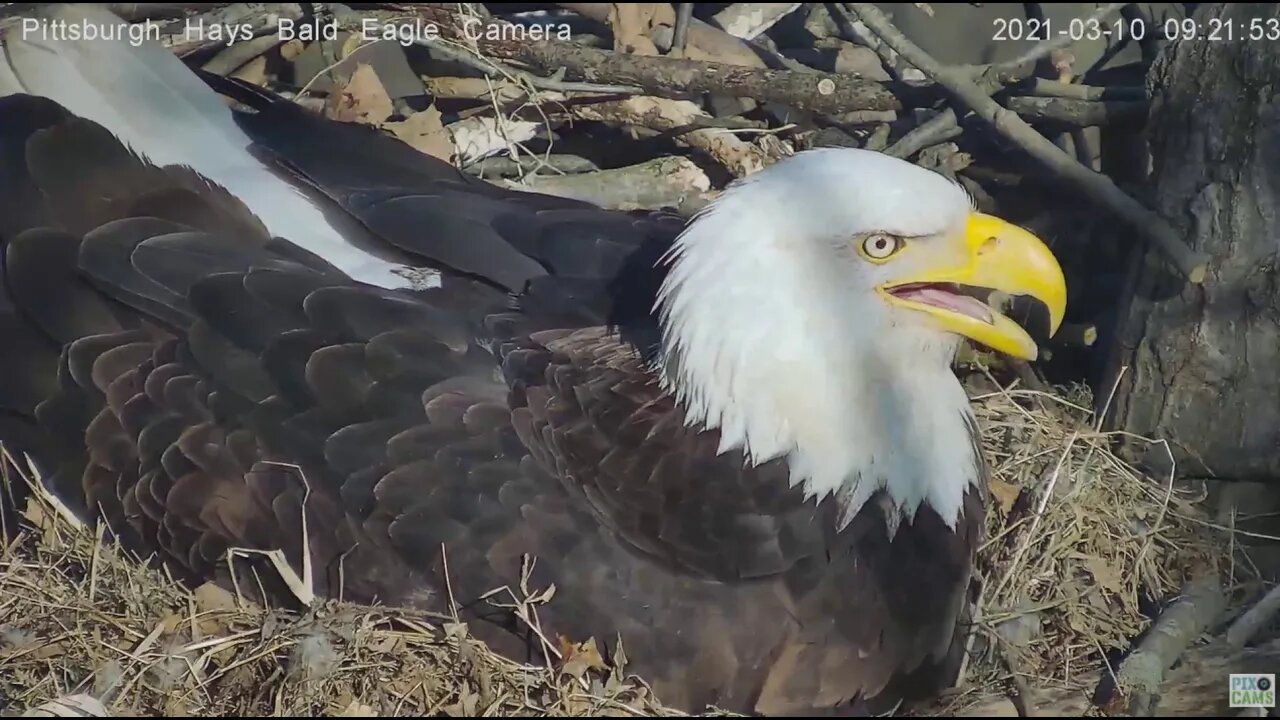 Hays Eagles Mom-Tongue study 2021 03 10 9:20AM