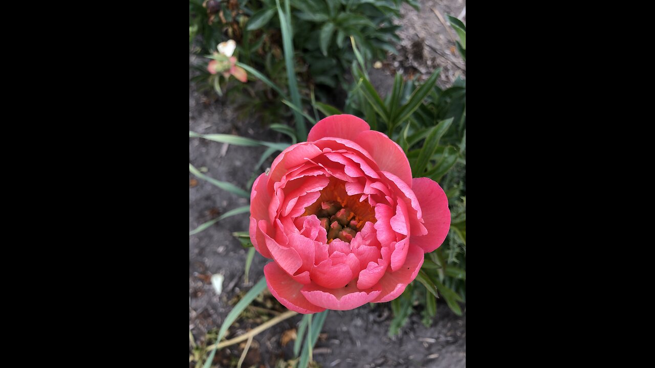 Alberta Peony Garden Day Trip From Calgary