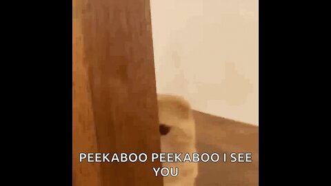 Jeff Healey angel eyes