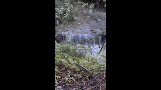 Redwood Creek Waterfall