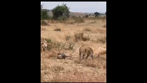 The Saseka Female And Her Sud Adult Male Embrace In Mid air