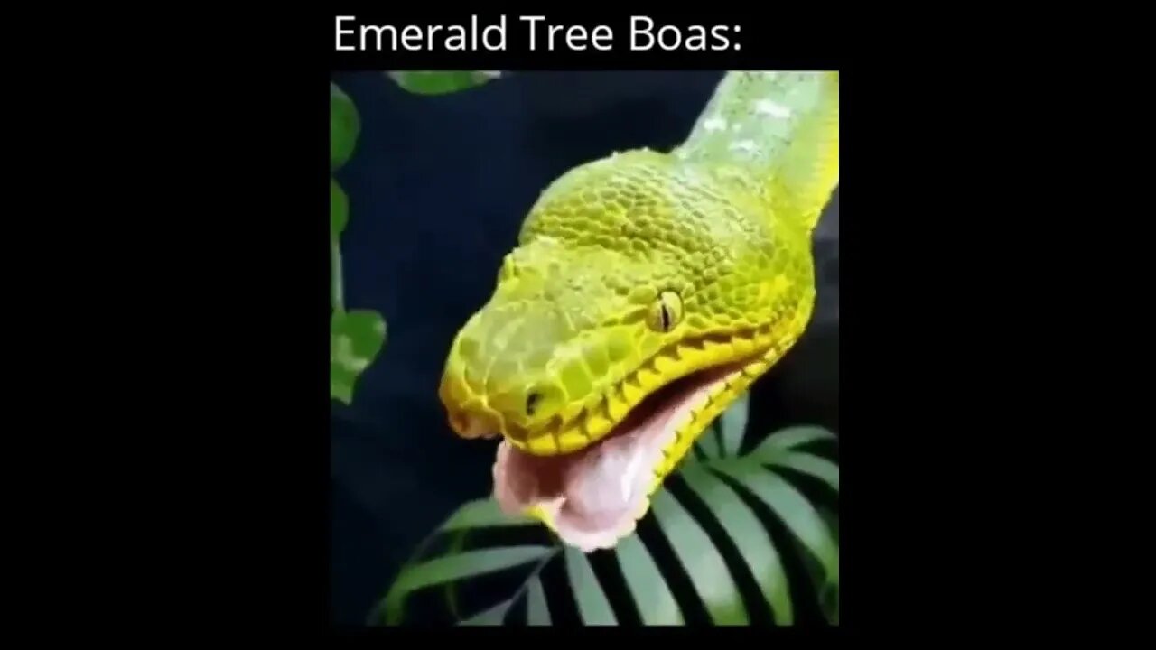 Emerald Tree Boa