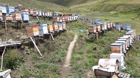 beehives (arı kovanları)