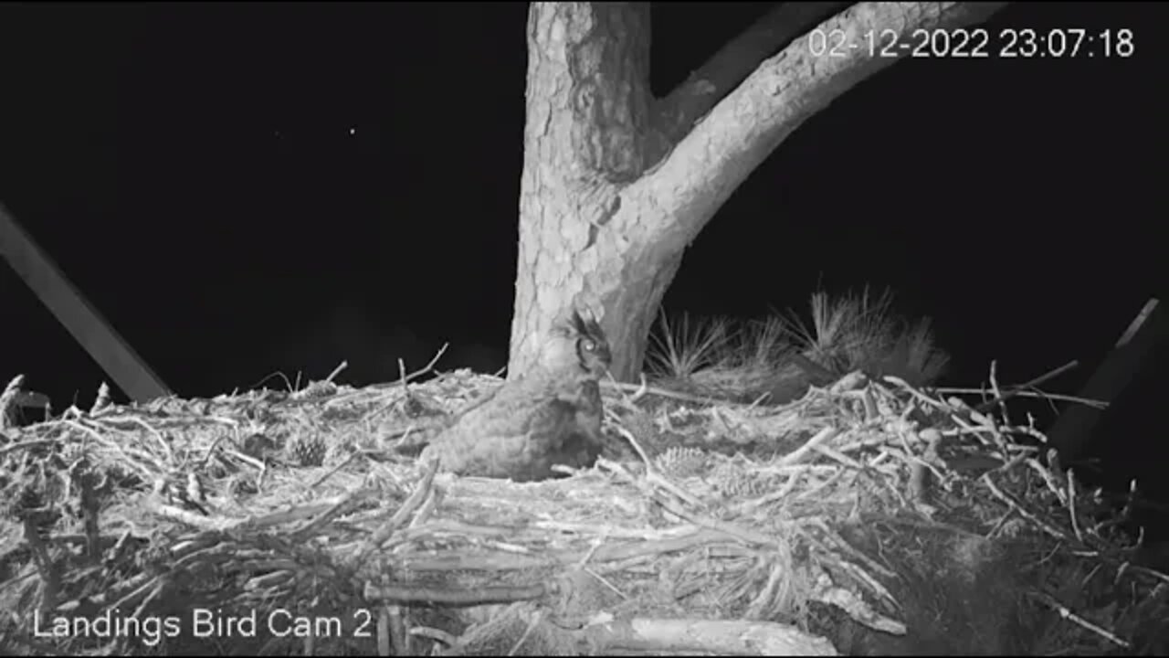 Dad Delivers a Rat Snack-2 Views 🦉 2/12/22 23:07