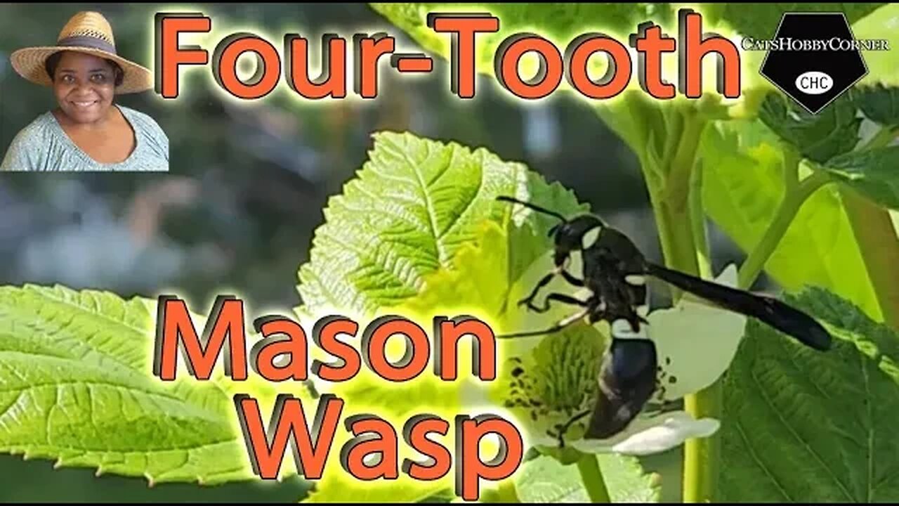 Four Tooth Mason #wasp - #catshobbycorner