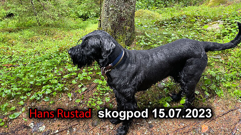 Skogpod 15. juli 2023