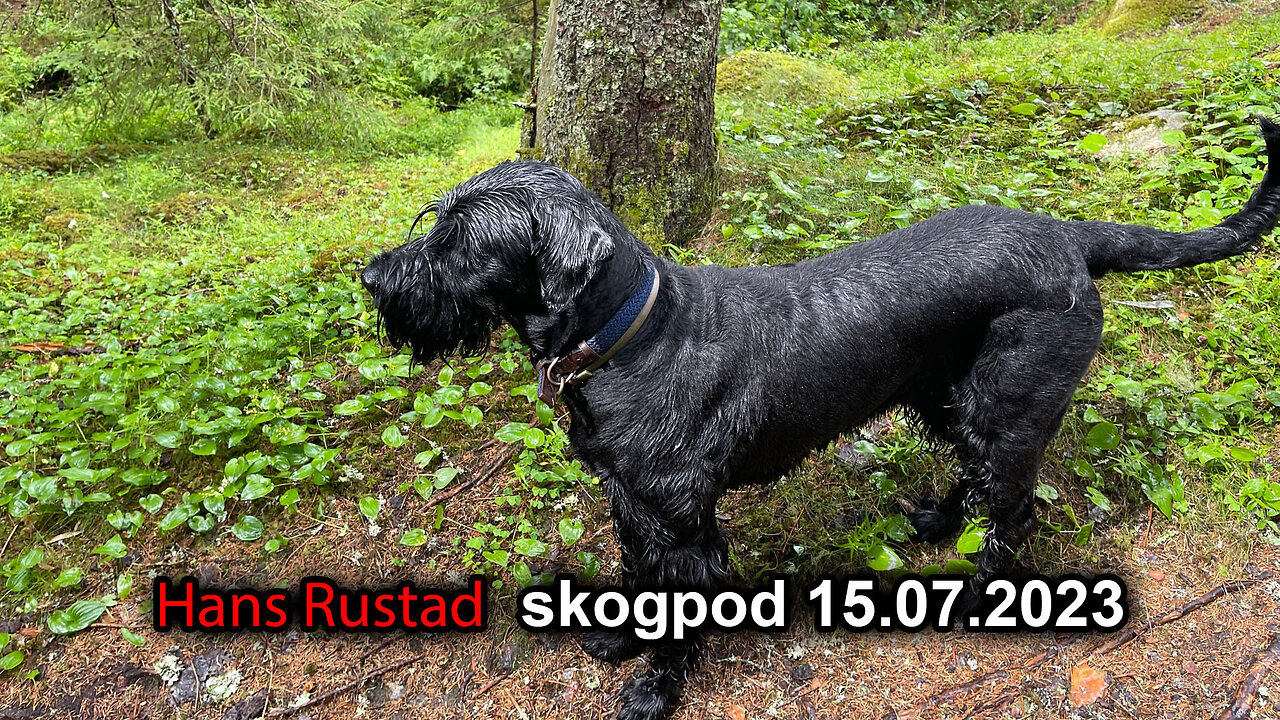 Skogpod 15. juli 2023