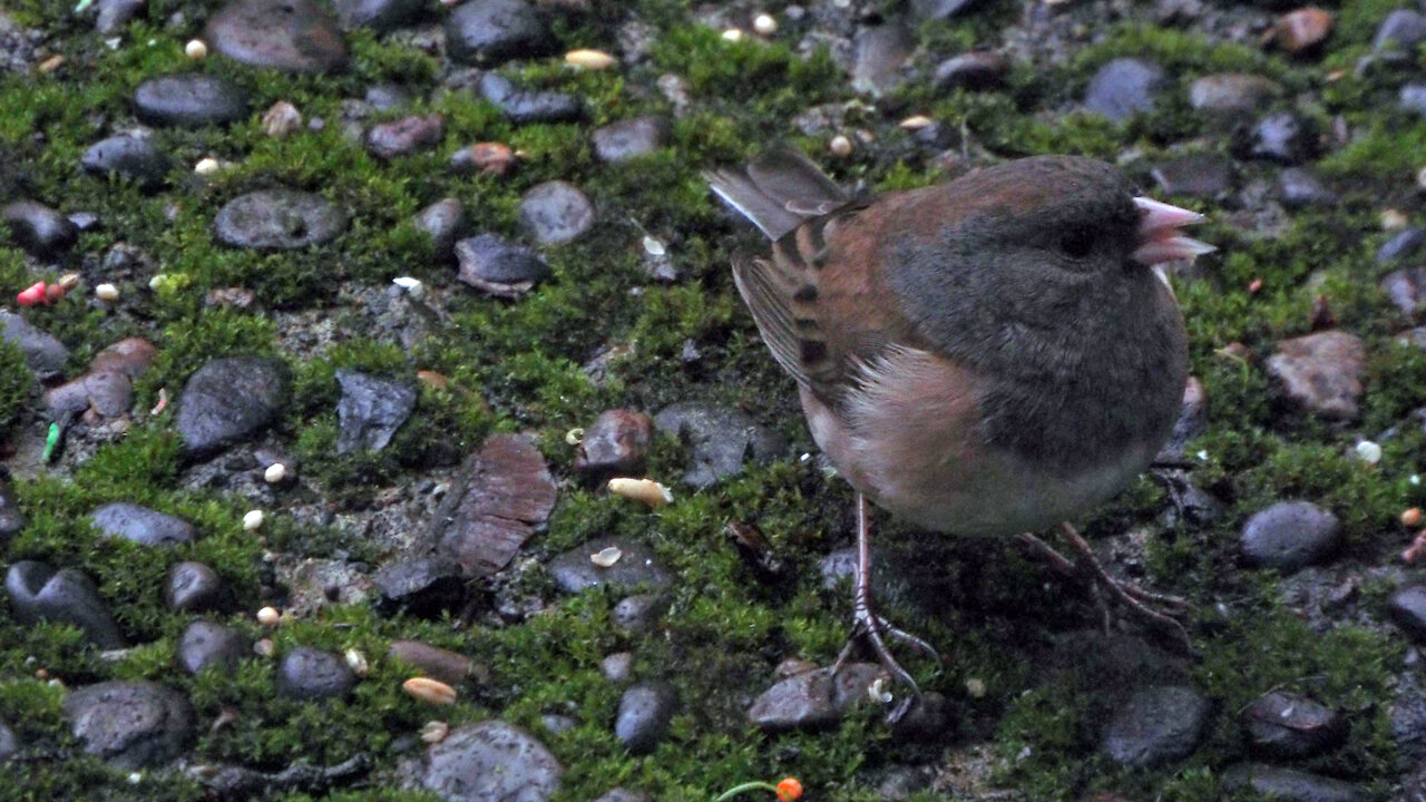 Dark-eyed Junco