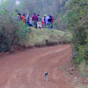 Racing Car Misses Lucky Dog Only By Inches