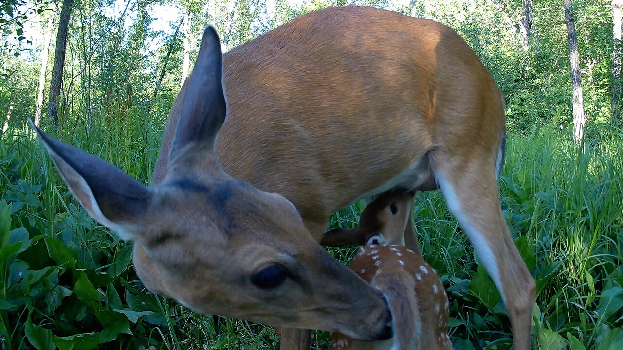 Plentiful Whitetail Fawns