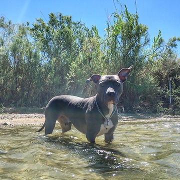 The "Pitbull" Hunter