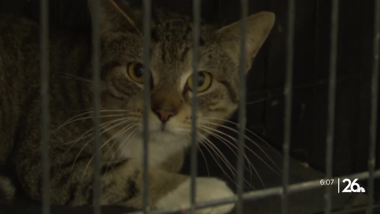 Teen proposes stray cat solution for Fond du Lac