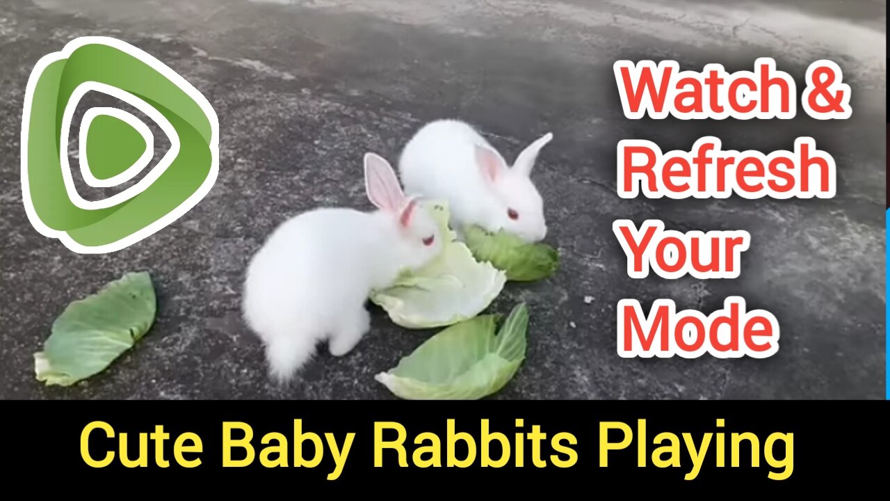 Cute Baby Rabbits Playing,Feeding Activities | Bunny Rabbit (Baby Rabbits)