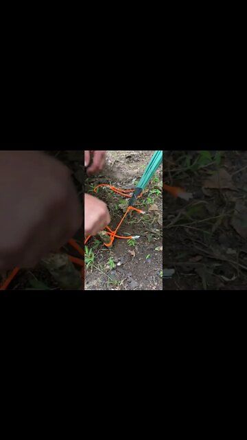 Which set-up do you like best? 1, 2, or 3? #shorts #tarps #camping #knots
