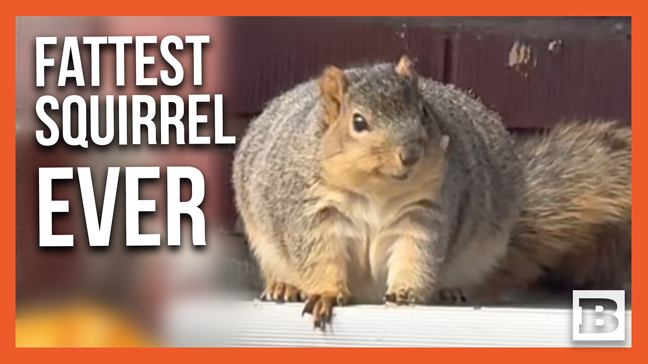 LOOK AT THE SIZE OF THAT THING! "Morbidly Obese" Squirrel Caught Devouring Pumpkins