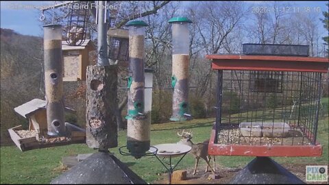 White tailed deer Buck visits PA bird feeder 11.12.20 11:35AM