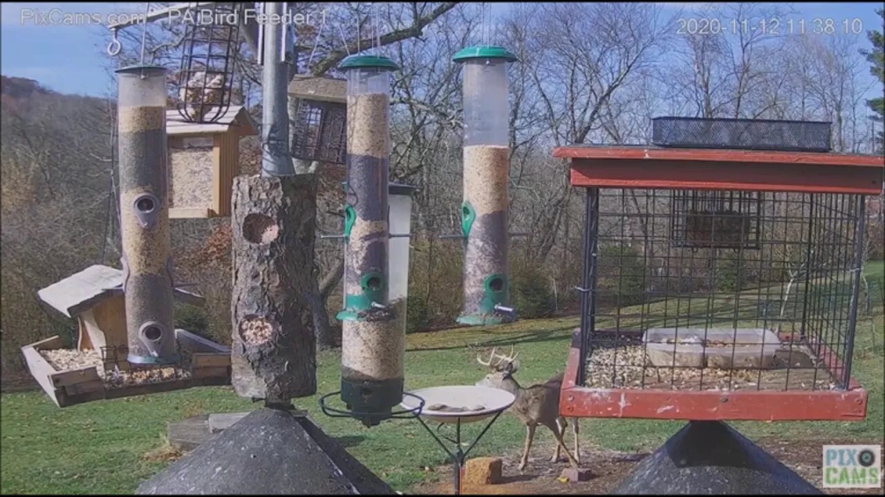 White tailed deer Buck visits PA bird feeder 11.12.20 11:35AM