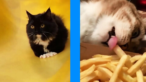 The cat loves french fries! 😂