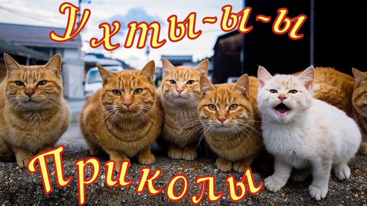 #shorts Смешные Коты Из Тик Тока 5 Funny Cats From TikTok