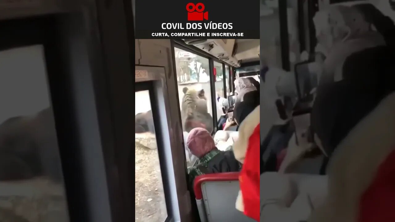 urso andando em duas patas