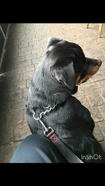 Bear Bell and Trump fighting crime