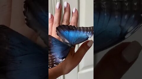 Beautiful Blue Butterfly