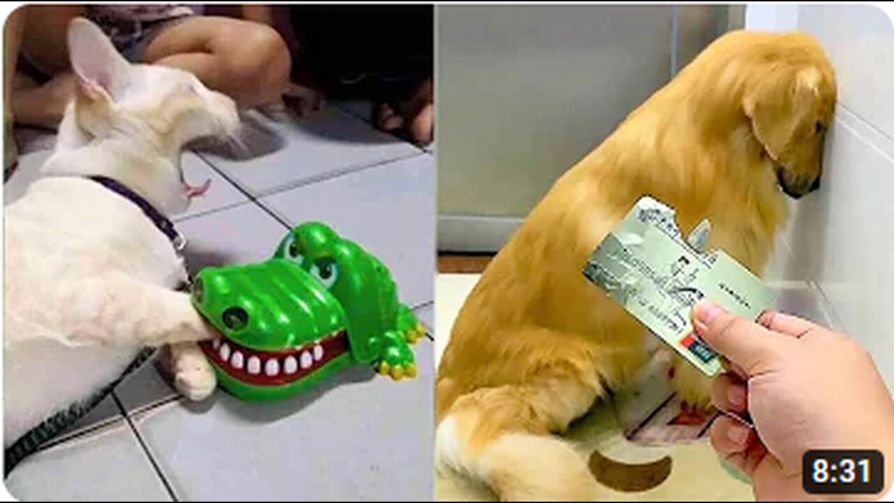 Funniest Animals | Funny Dog And Cat | Funny Animals Video