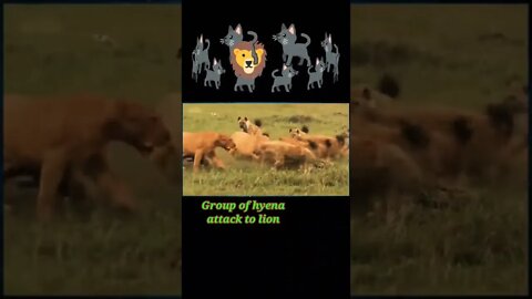 Group of Hyena attack to Lion 🦁#shorts #youtubeshorts #shortvideo