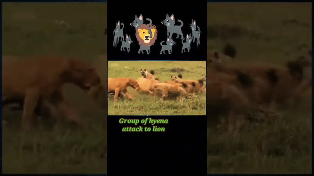 Group of Hyena attack to Lion 🦁#shorts #youtubeshorts #shortvideo