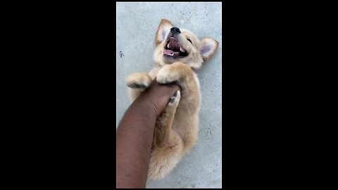 Just Smile