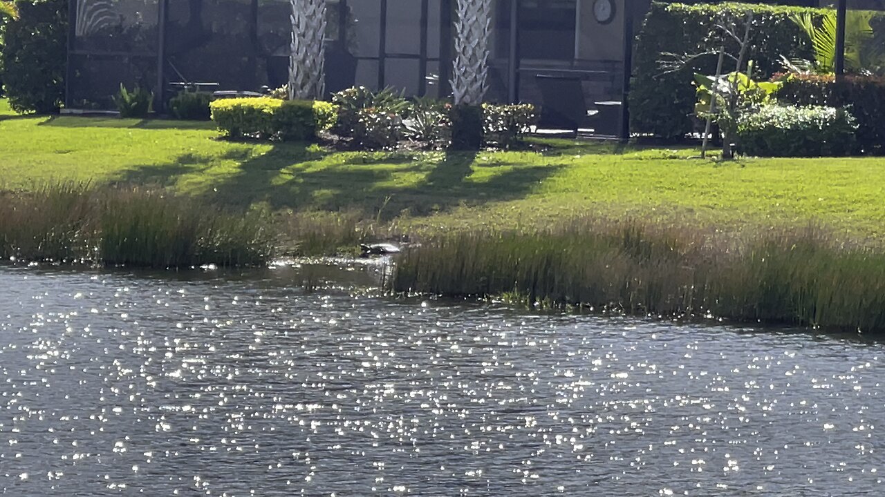 Huge Turtle Basks In Warm Winter Sun (Widescreen) #4K #DolbyVisionHDR 