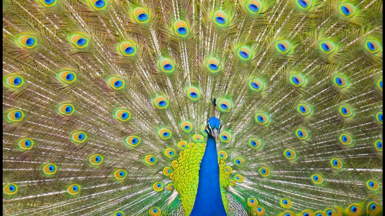 Ravo Real con plumaje Extendido.peacock with Extended plumage