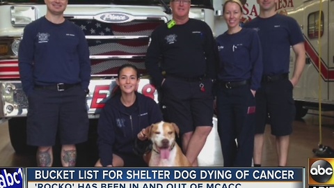 Mesa firefighters help dying dog live out bucket list