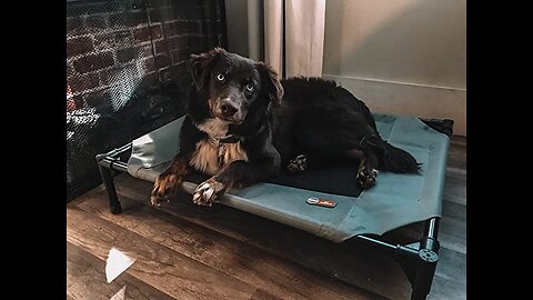 K&H Pet Products Original Pet Cot, Elevated Dog Bed Cot With Mesh Center, Multiple Sizes