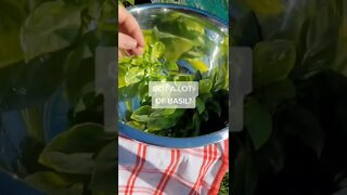 When Life Gives You Basil Make Pesto