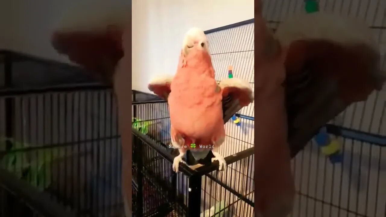 Parrot Ki Pyari Masti 🦜Funny Parrot 👈