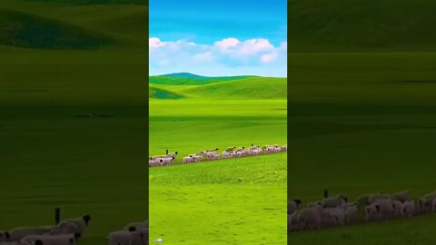 Video of a beautiful meadow