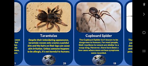 These are the deadliest spiders in the world