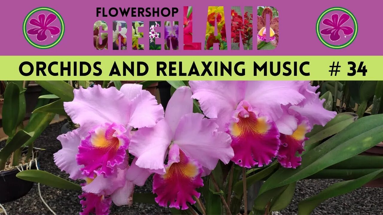 KISS THE SKY MUSIC | 100 ORCHIDS TO THE SOUND OF RELAXING MUSIC | #34