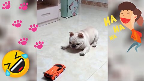 🤣 Cute and Funny Pets (Dog 🐶 and Cats 😹) - Try Not To Laugh