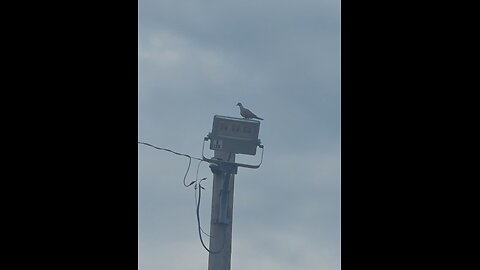 Birdlight