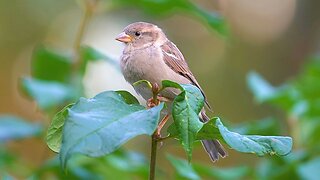 Female Sparrows Have the High Ground