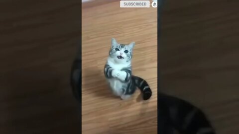 cute cat videos 😹 funny videos 😂💝☺️