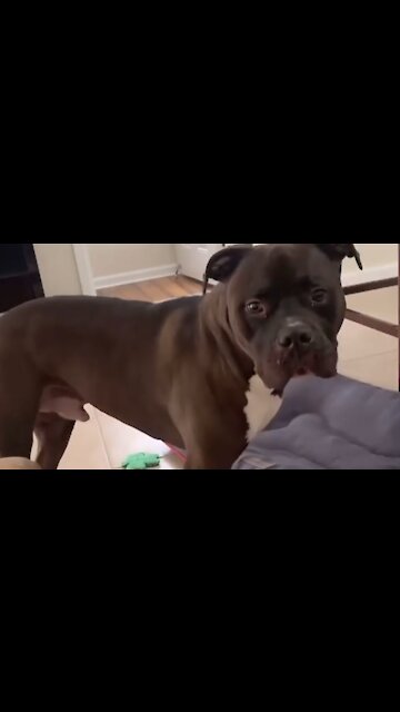 Bulldog has priceless reaction at owner's fake fart