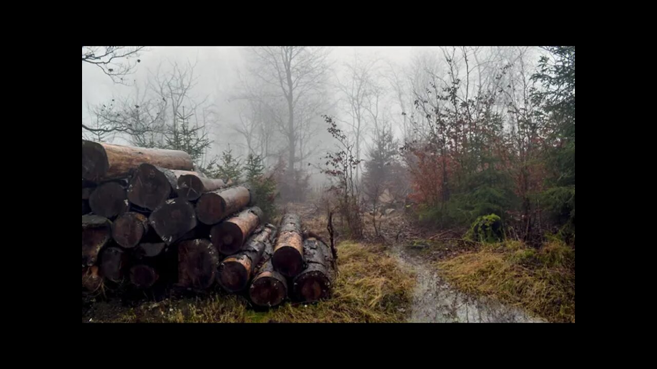 Rain on a pile of logs in a misty forest, relaxing sounds of nature to help you sleep better.