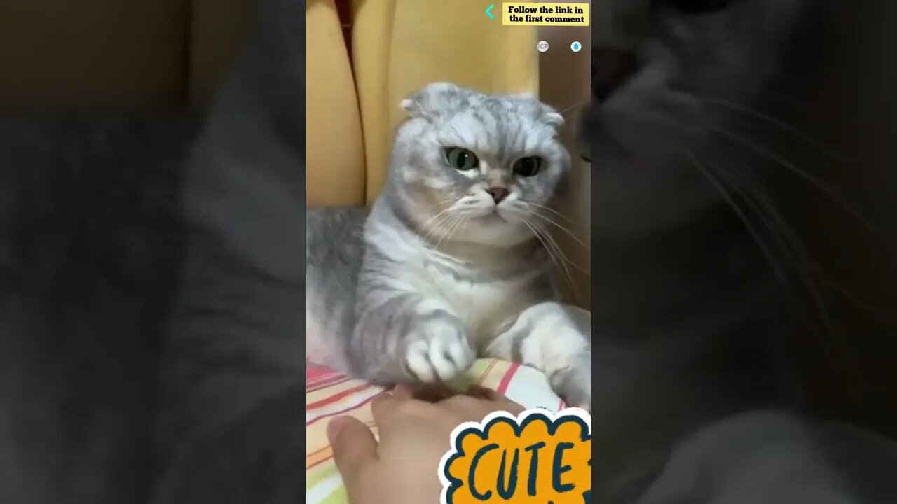 cute cat videos 😹 funny videos 😂 835 😻 #shorts #shortsfunny #cutecat #catvideos #catscare #cat