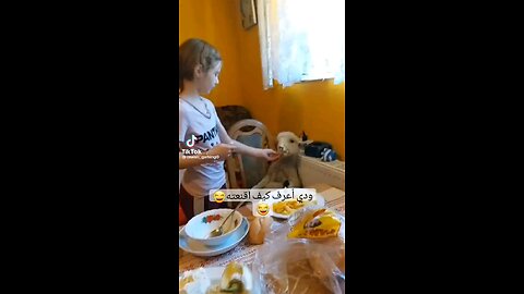 🤭 funny goat